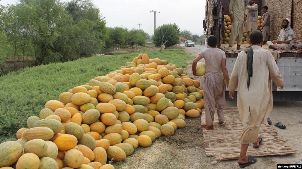 برگزاری جشنواره خربوزه در ولایت جوزجان