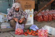 افزایش صادرات بادنجان رومی از قندهار به خارج از کشور