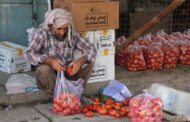 افزایش صادرات بادنجان رومی از قندهار به خارج از کشور