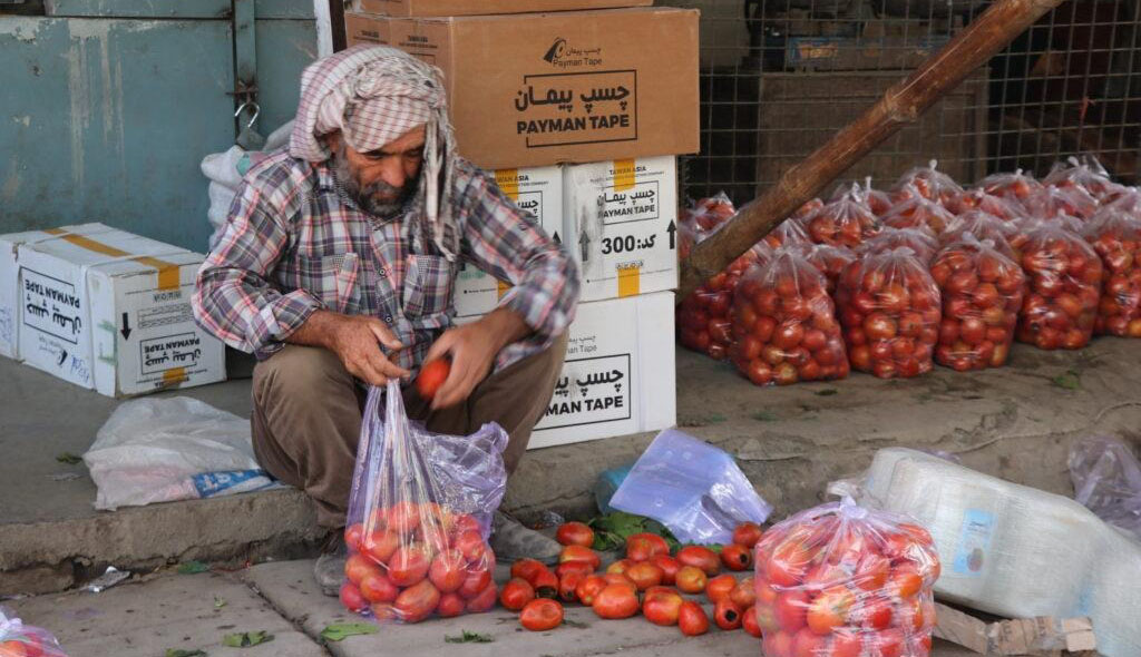 افزایش صادرات بادنجان رومی از قندهار به خارج از کشور