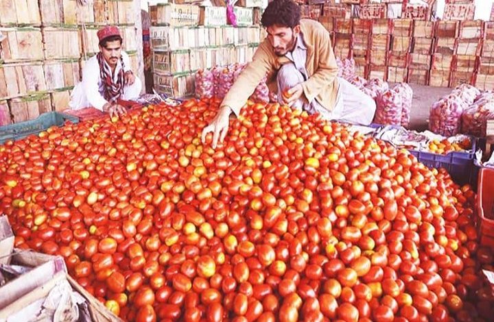 افزایش محصولات بادنجان رومی درپکتیا