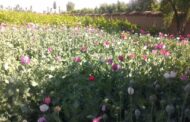 تخریب صدها مترمربع زمین از موجودیت کوکنار در پروان