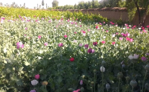 تخریب صدها مترمربع زمین از موجودیت کوکنار در پروان